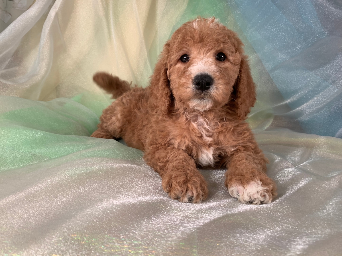 Female Mini Goldendoodle Puppy For Sale DOB 11-8-19 $1500